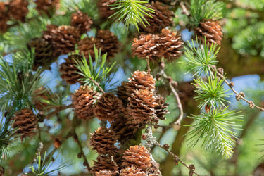 25 JAPANESE LARCH TREE Conifer Pine Cones Bonsai Larix Kaempferi Seeds
